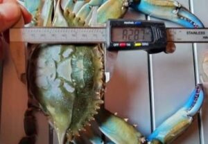 Синій краб. Фото: Іван Русєв